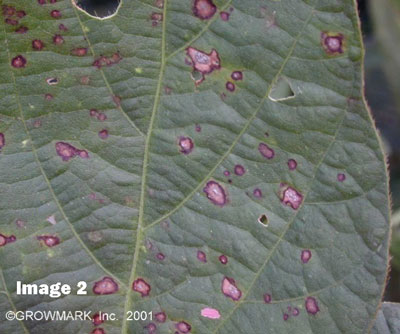 leaf-spot.jpg leaf-spot.jpg